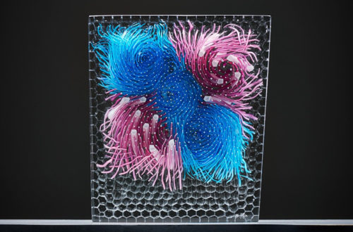 Anemoni