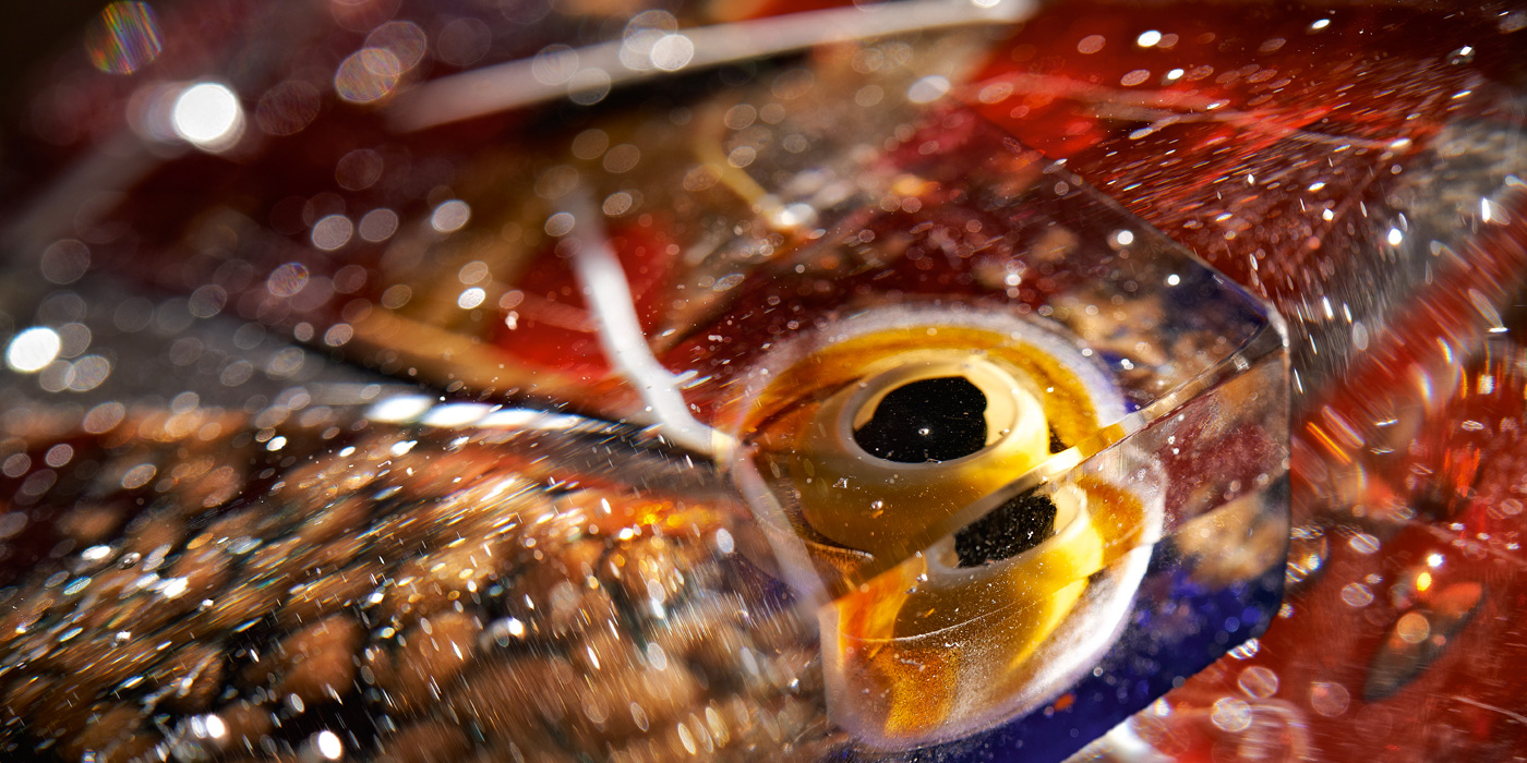 Paperweight_detail_1